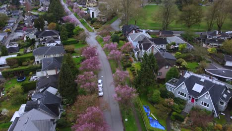 Residential street with cherry blossoms in full bloom in Vancouver Canada, aerial view