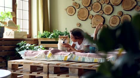 caring dog owner is stroking adorable shiba inu dog and speaking to it lying on bed in modern apartment looking at animal with tenderness and love.