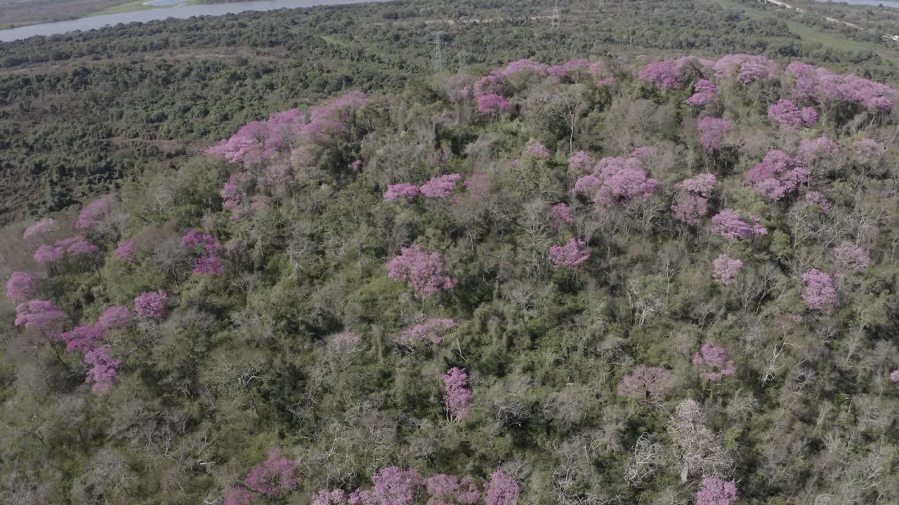 ype rosa en pantanal - antena de cadenas montañosas llenas de árboles verdes y coloridos