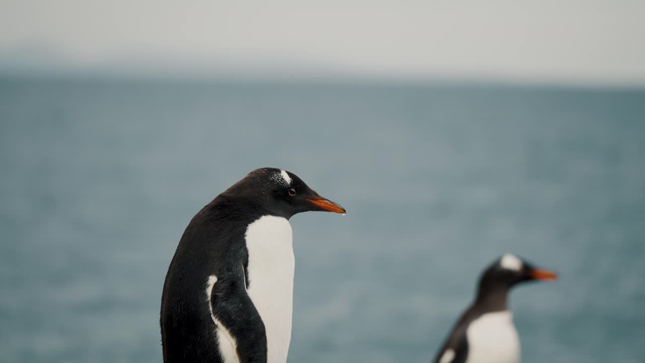 pingüinos gentoo en la playa de la isla martillo, tierra del fuego, argentina - de cerca