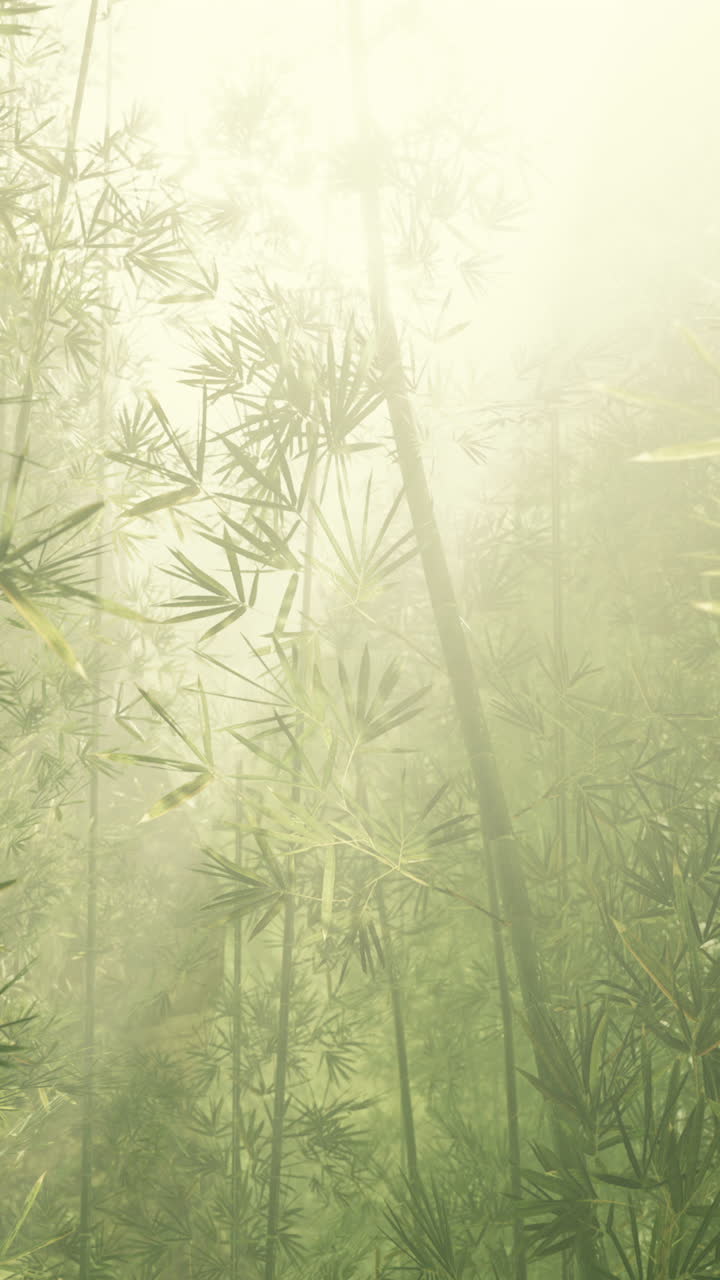 bosque de bambú con niebla