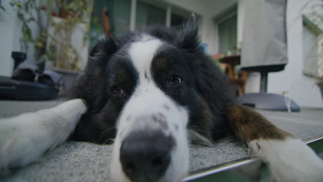 Foto-De-Mano-De-Un-Perro-Tirado-En-El-Porche-Y-Luciendo-Muy-Cansado