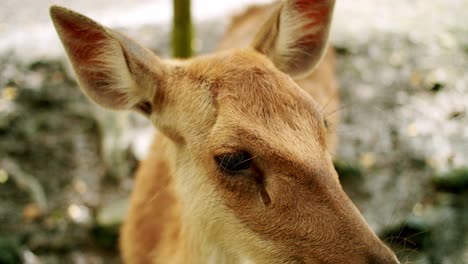 Close-Up-Of-Beautiful-Eld's-Deer-Also-Known-As-Thamin,-Mauritius,-Africa