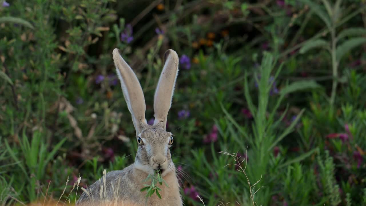 Cape hare (Lepus capensis), also called the brown hare and the desert hare eating alfalfa grass.