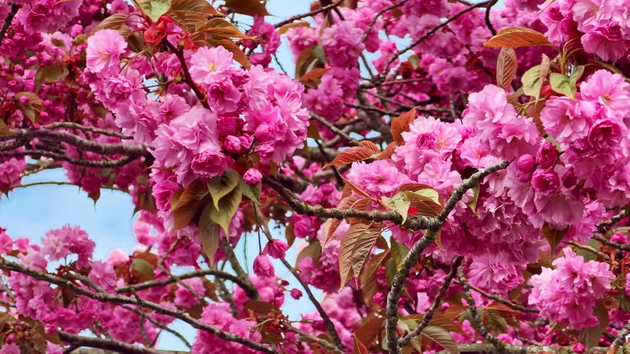 Primo piano di fiori di ciliegio rosa mossi dal vento durante la primavera in Francia.