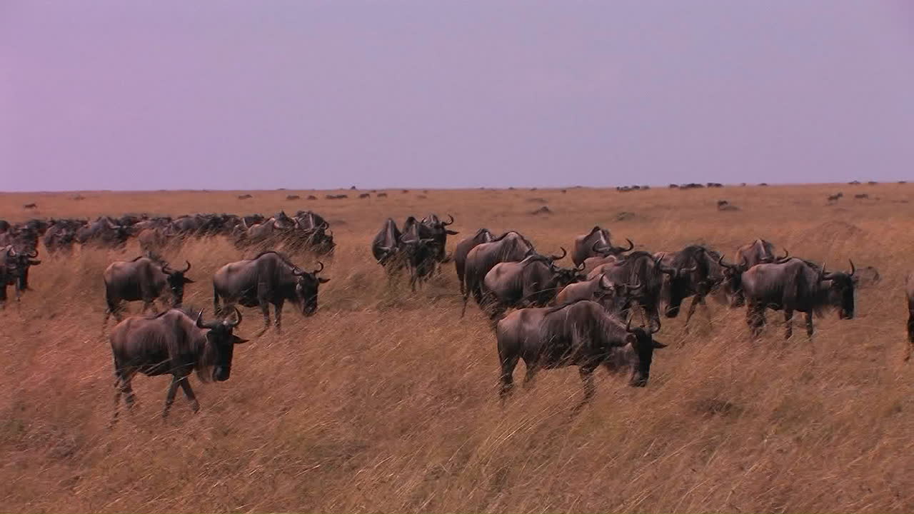 A herd of wildebeests are walking across a plain