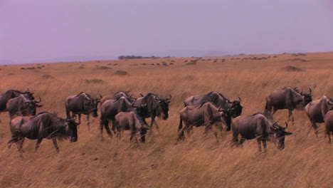 Eine-Herde-Gnus-Läuft-über-Eine-Ebene