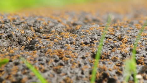 fire ants in a nest on top of a rock, moving around at high speed