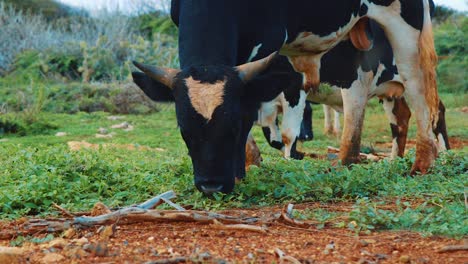 toro salvaje pastando en acedera en el desierto de curacao, cámara lenta de cerca
