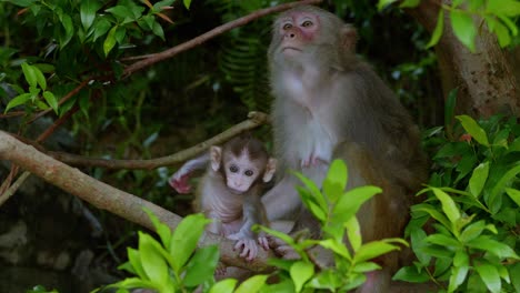 a baby monkey wildly scratches its own back as its mother looks onward