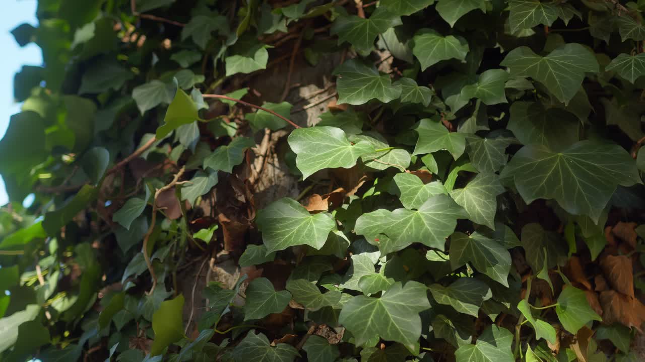 Close-up of green leaves in villa garden, fall sun, shadows of plants, Italy