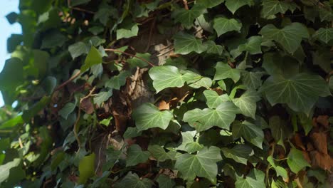 close-up of green leaves in villa garden, fall sun, shadows of plants, italy