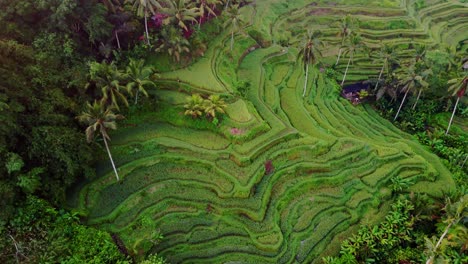 Terraza-De-Arroz,-Exuberante-Plantación-En-Cascada-Contorneada-Verde-Y-Saludable-En-El-Valle