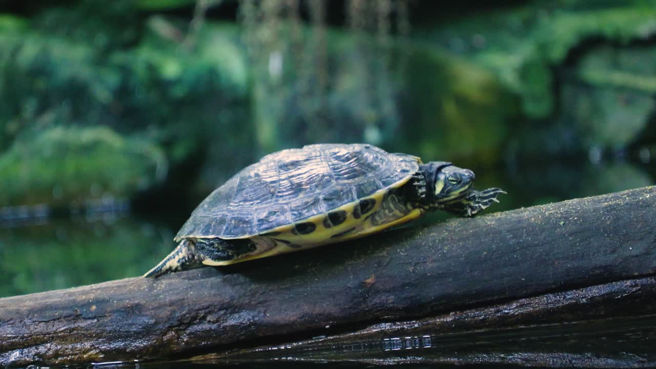 Turtle resting on a log