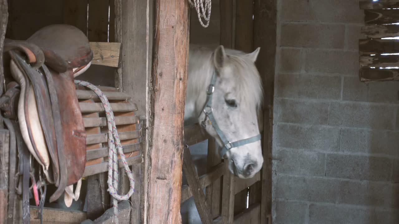 White Horse in the Wood Stable in a Ranch Farm