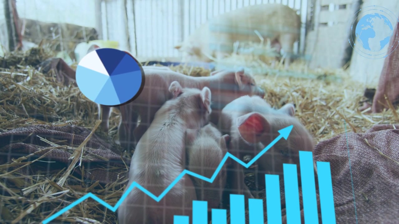 HUD-näyttö aktivoituu, analytiikka porsaiden yllä, kaaviot kasvavat ja näyttävät mittareita kasvun seuraamiseksi.
