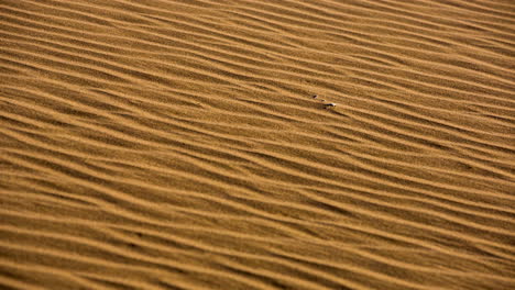 merzouga in the sahara desert in morocco