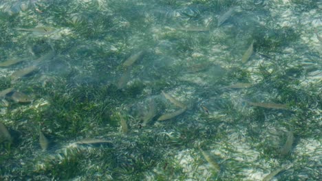 Cardumen-De-Peces-Cabra-Tropicales-Nadando-Y-Alimentándose-Entre-El-Hábitat-Natural-De-Pastos-Marinos-En-Aguas-Poco-Profundas-Del-Océano-De-Raja-Ampat,-Papúa-Occidental,-Indonesia