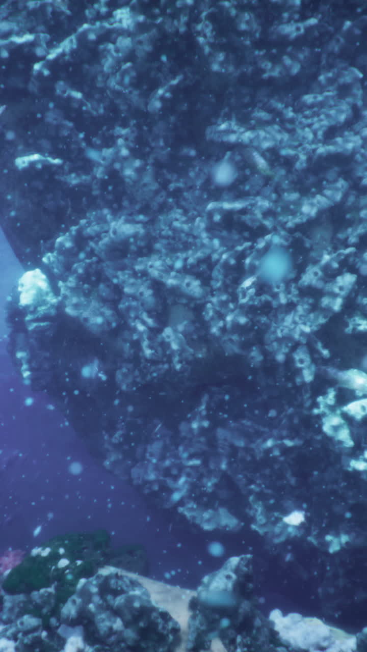 물 속 산호초 의 장면 과 물고기 들