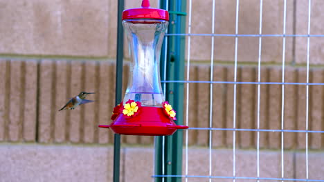 vista detallada en cámara lenta de un colibrí flotando sobre un alimentador de agua azucarada