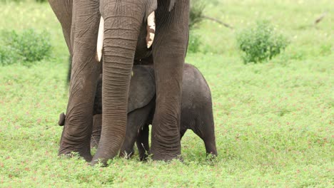 a tiny baby african elephant calf standing between its mother's front legs and scratching his head against its mother legs while she is feeding on the green grass, mashatu game reserve
