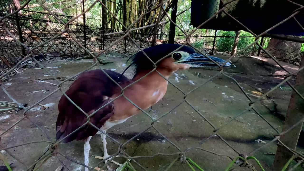 Candid handheld tracking motion following the movement of a Nankeen night heron or a Nycticorax caledonicus inside fenced enclosure at a wildlife sanctuary. Siaton, Negros Oriental, Philippines