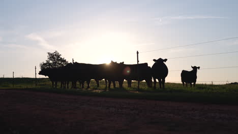 cows silhouette sunset pasture livestock farm animals rural agriculture