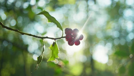 4K-slow-motion-cinematic-shot-of-forest-berries-against-the-sun