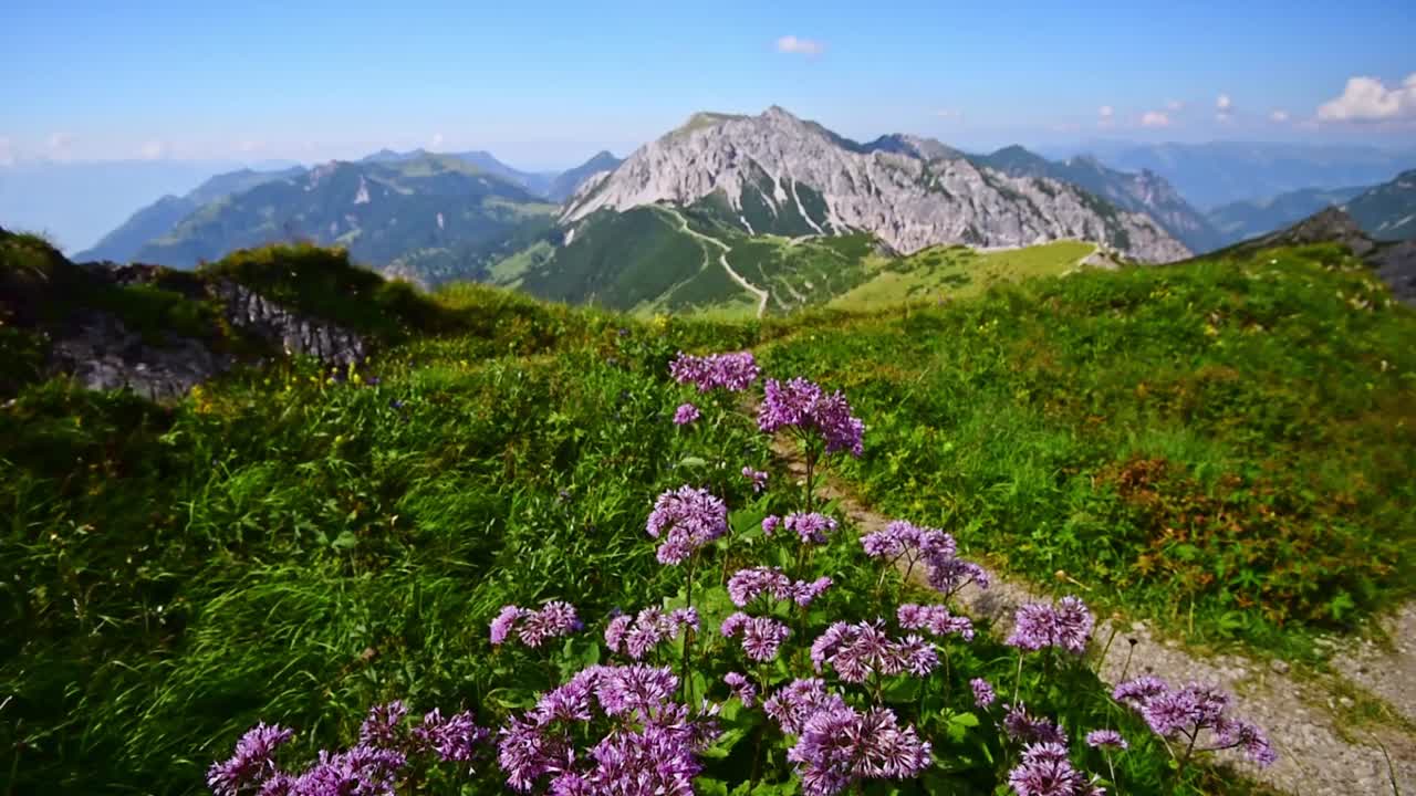 Camera is slowly moving down into purple alpine flowers. Mountains of the Alps in Switzerland in the background under a bue sky. Wide angle, hand-held