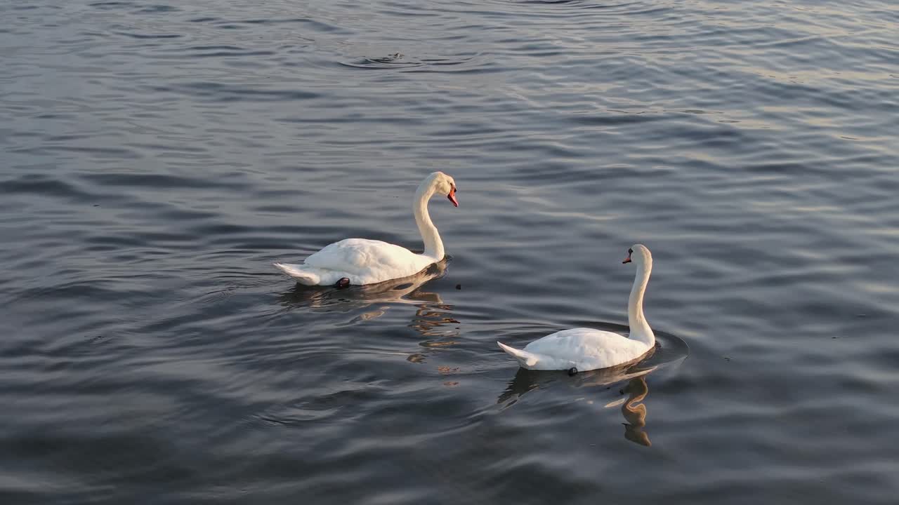 A graceful pair of swans glides slowly across a calm lake, creating gentle ripples. A peaceful and romantic scene of love and nature