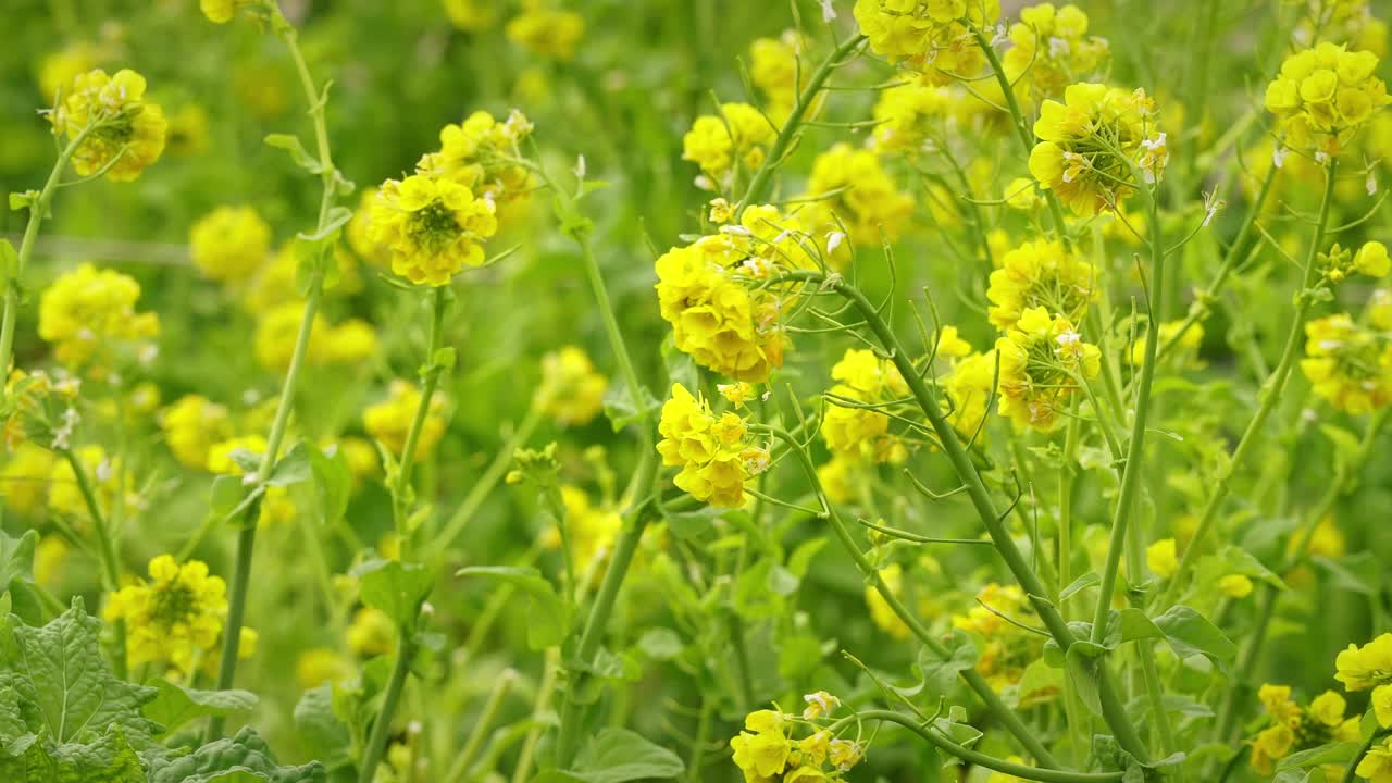 Close Up of a Field of Japanese Rapeseeds (Handheld)