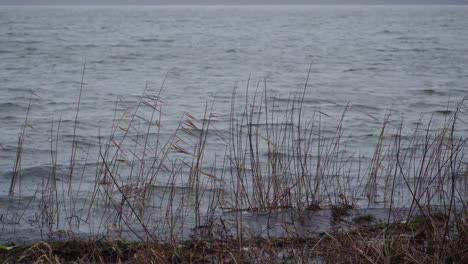 sea plant close up the view over lake river waves background in the evening