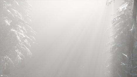 niebla brumosa en el bosque de pinos en las laderas de las montañas