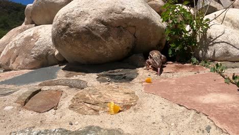 red tegu lizard emerges from under rock and eats fruit