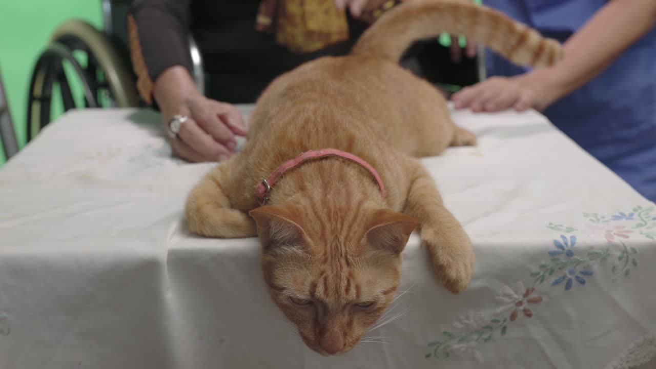 애완동물 치료는 chroma key 배경에서 치매 노인에게 도움이 됩니다.