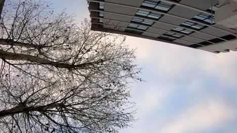 time lapse tree and sky