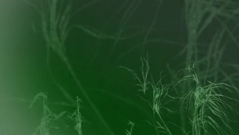 crecimiento de plantas de vid verde