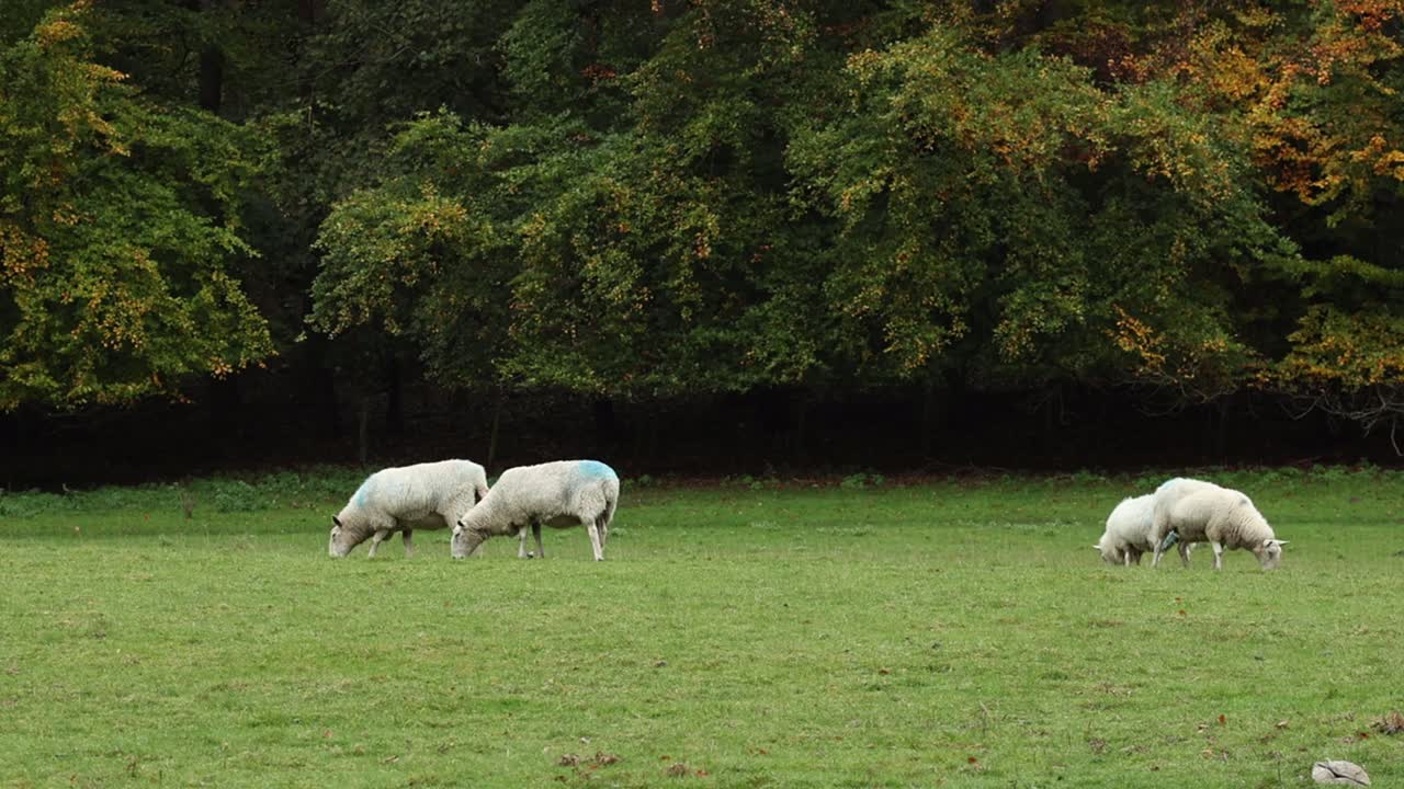 Sheep grazing in field in early Autumn. Staffordshire. UK