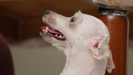 Bald-toy-poodle-gazes-adoringly-with-round,-expressive-eyes-filled-with-unwavering-loyalty-and-affection