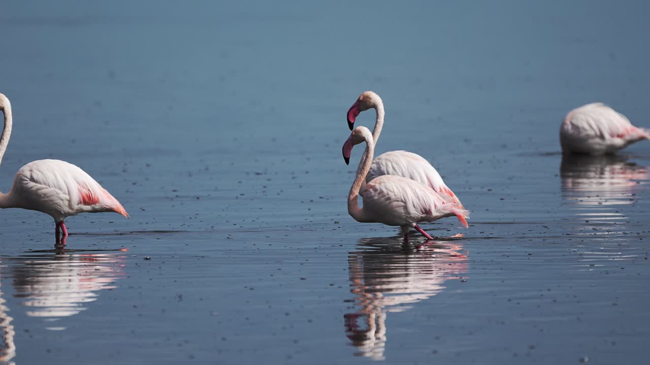 flamingos rosados en cámara lenta en tanzania en áfrica en el parque nacional del lago ndutu en el área de conservación de ngorongoro, muchos flamencos caminando en el agua en animales africanos safari de vida silvestre