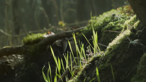 las hojas altas de hierba en los tocones musgosos reflejan la luz dorada en el suelo del bosque