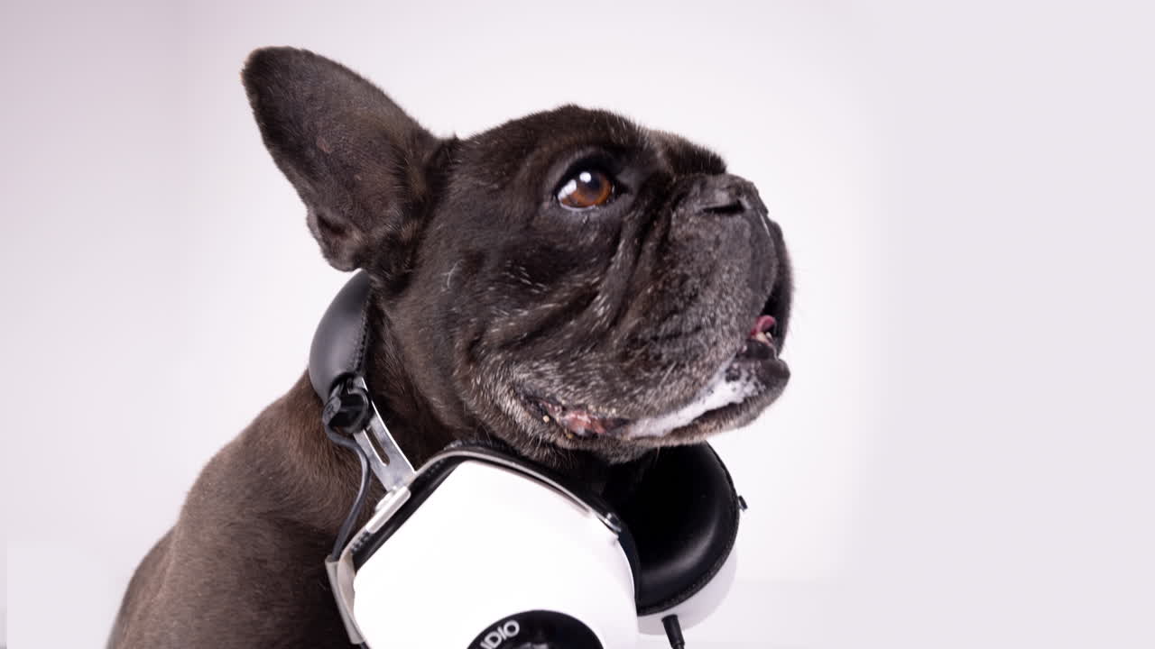 dj bulldog francés con auriculares y tocadiscos