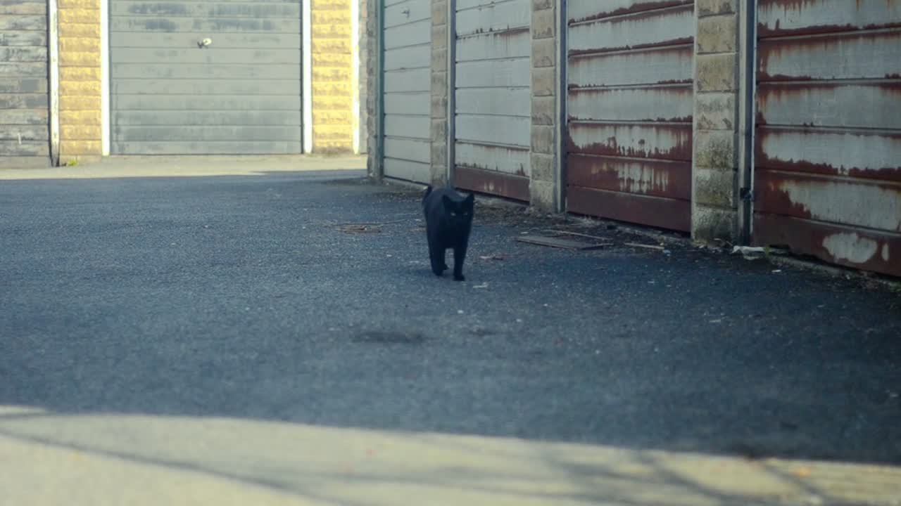 건물 옆 그늘에서 도로에 숨어있는 검은 고양이의 실시간 삼각대 샷