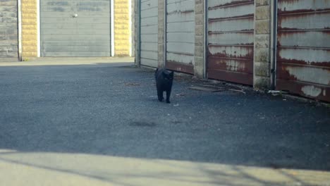 Eine-Echtzeit-Stativaufnahme-Einer-Schwarzen-Katze,-Die-Auf-Der-Straße-Im-Schatten-Eines-Nebengebäudes-Lauert
