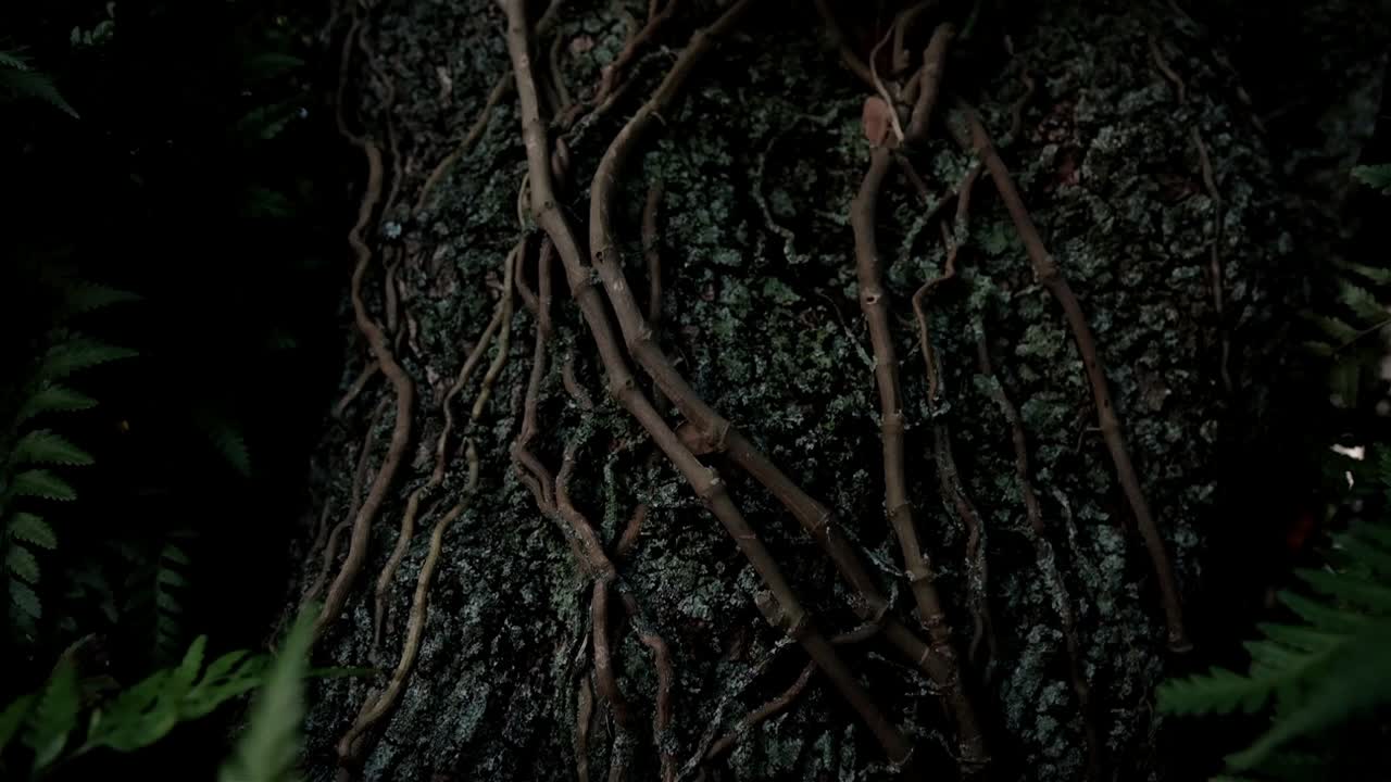 다른 열대 잎과 식물과 함께 큰 나무 줄기 위에 자라는 포도나무와 뿌리의 세부 사항