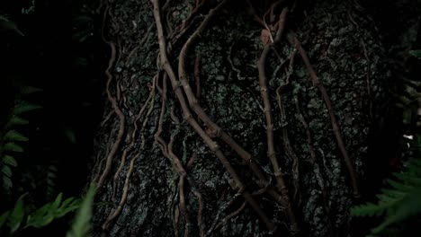 details of vines and roots growing over a large tree trunk with other tropical foliage and plants