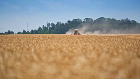 Vast field of ripe wheat being mowed by the harvester. Combine machine moving in the dusty clouds in the farmland. Wheat field close up blurred.