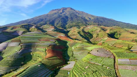 aerial drone scenery of the lush green plantation on the slope of mountain, expansive vegetable and tobacco farm fields showcasing the rich greenery. mount sumbing, indonesia.