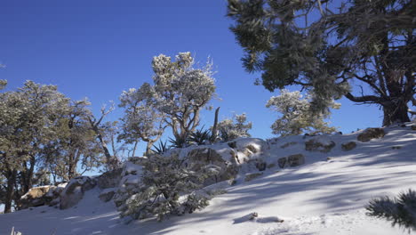 desert winter landscape, snowfall on a hill, winter wonderland, christmas landscape