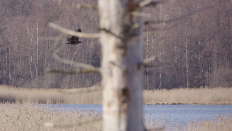 White-tailed-sea-eagle-flying-over-lake-reeds,-Sweden,-slow-motion-shot